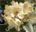 rhododendron ambiguum