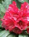 rhododendron arboreum