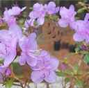 rhododendron dauricum