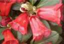 rhododendron haematodes