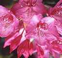 rhododendron macrophyllum