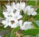 rhododendron micranthum