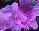 rhododendron ramapo