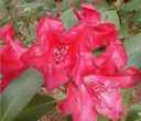 rhododendron small wonder