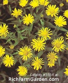 Buphthalmum salicififolium Sunwheel