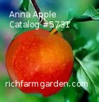 Anna southern
        apple