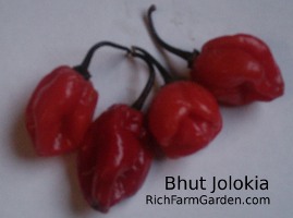 Naga Jolokia Ghost pepper Bhut Jolokia