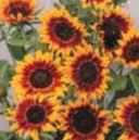 ring of fire sunflower Helianthus annuus