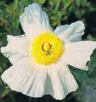 Romneya coulteri Perennial