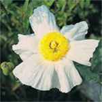 Romneya Matilija Poppy