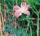 Prairie Rose Rosa arkansana
