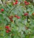 Dog Rose Rosa canina