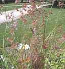 ruby grass Rhynchelitrum repens