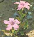 Wild Petunia Ruellia humilis