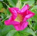 Rosa rugosa red
