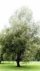 salix alba white willow tree herb