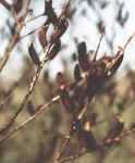 Black Pussywillow shrub Salix melanostachys