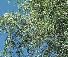 Corkscrew Willow Salix matsudana tortusa tree