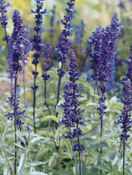 Mealy Blue Sage Salvia larinacea