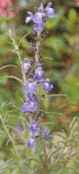 New Mexice Sage Salvia azurea