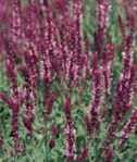 Rose Queen Salvia superba