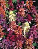 Sizzler mix Salvia splendens