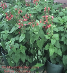 Salvia coccinea texas hummingbird sage