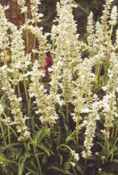 White Rain Salvia superba