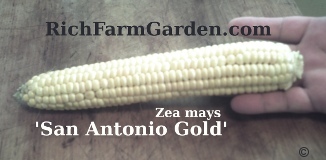 San Antonio Gold
        Zea mays Yellow Sweet Corn ear