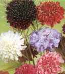 scabiosa mix