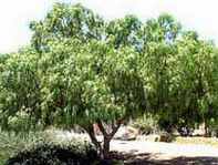 California Pepper Tree Schinus molle Anacahuita Mastic Tree Brazilian Pepper Tree