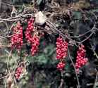 Schisandra chinensis Wurenchun