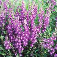 scutellaria baikcalensis baicalensis scullcap baikal seed herb