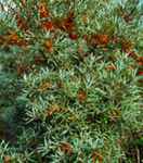Sea Buckthorn Hippophae rhamnoides shrub