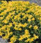 Golden Acre Sedum