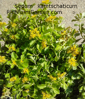 Kamtschaticum Sedum
