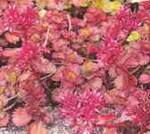Purple Carpet Sedum spurium