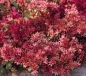 Dragons Blood Sedum spurium Perennial