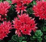 Summer Glory Sedum spurium