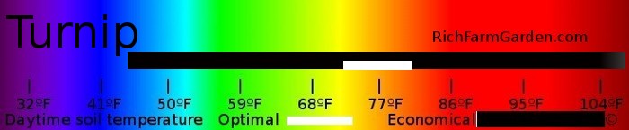 Soil temperature for planting turnip seeds