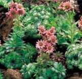 Sempervivum