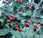 Serviceberries