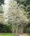 Serviceberry