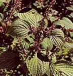 Shiso Perilla frutescens