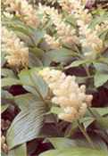 Baby Plume Smilacena racemosa Perennial