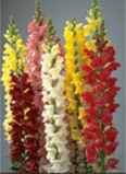 Tall garden Snapdragon annual flower