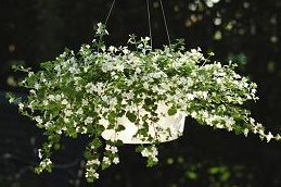 Bacopa Snowtopia