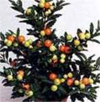 Christmas Cherry Big Red Solanum pseudocapsicum Annual