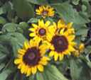 sonora rudbeckia hirta