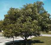 Japanese Pagoda Tree Sophora japonica